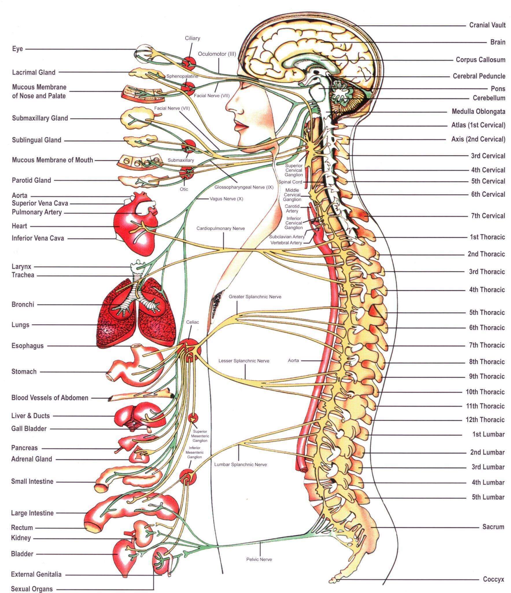 BIRTH TRAUMA AND VERTEBRAL SUBLUXATIONS